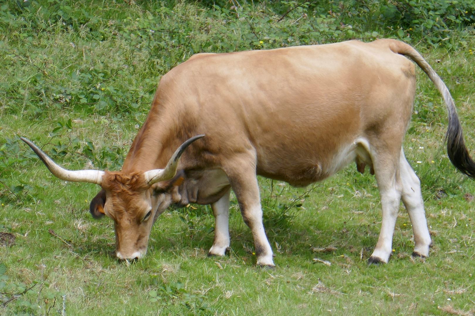 Španski bik